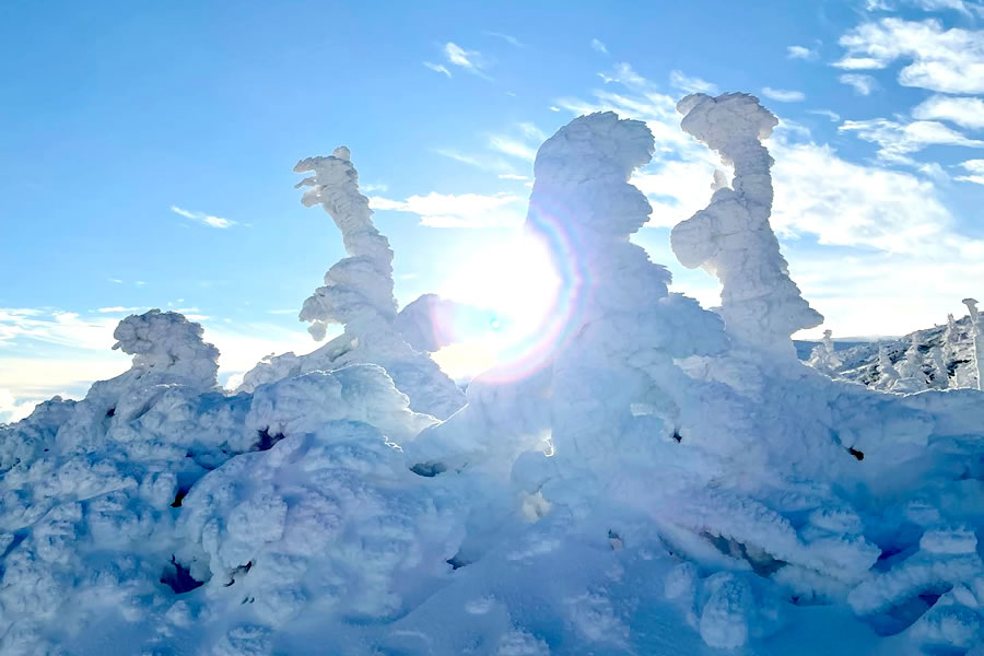 進入3月氣溫變高後，樹冰會慢慢融化變小～