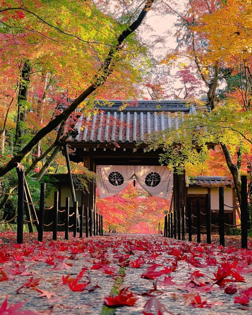 京都賞楓景點推介：光明寺 