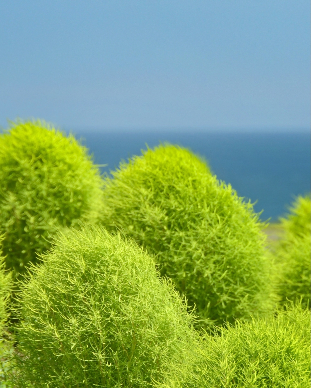波波草的外形圓碌碌超得意！