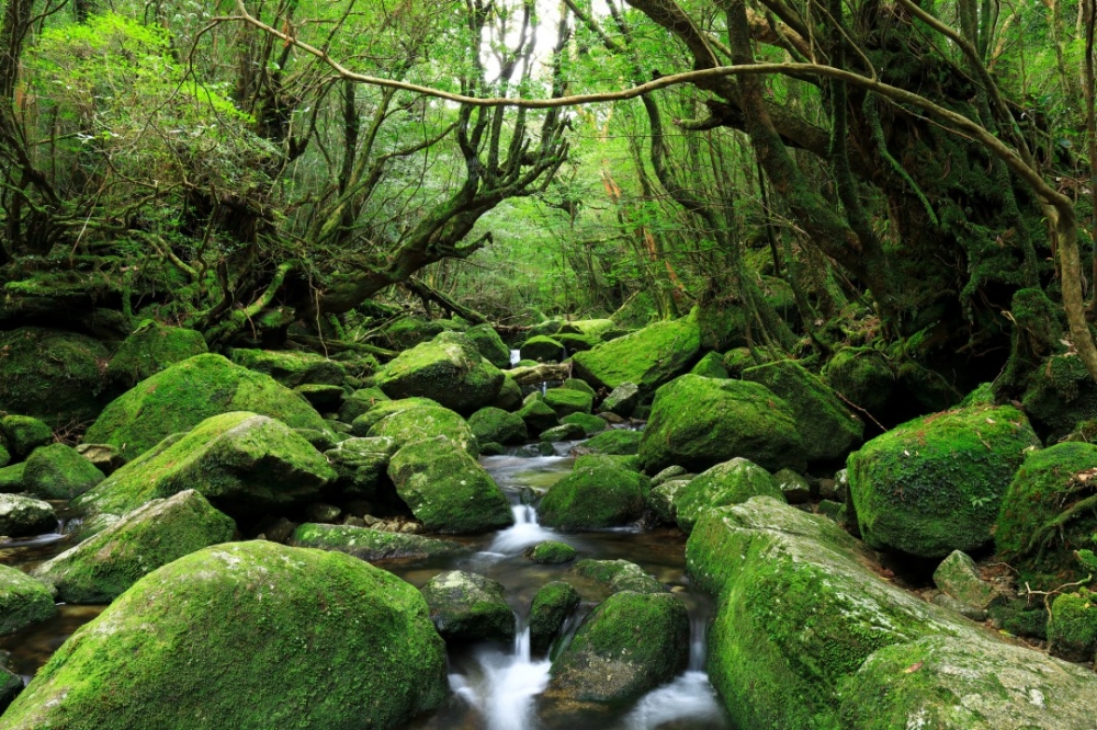 屋久島「白谷雲水峽」。