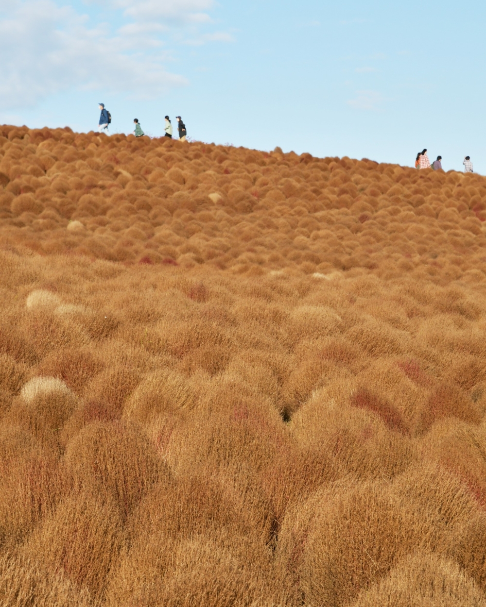 火紅色的波波草之後會變成棕褐色～