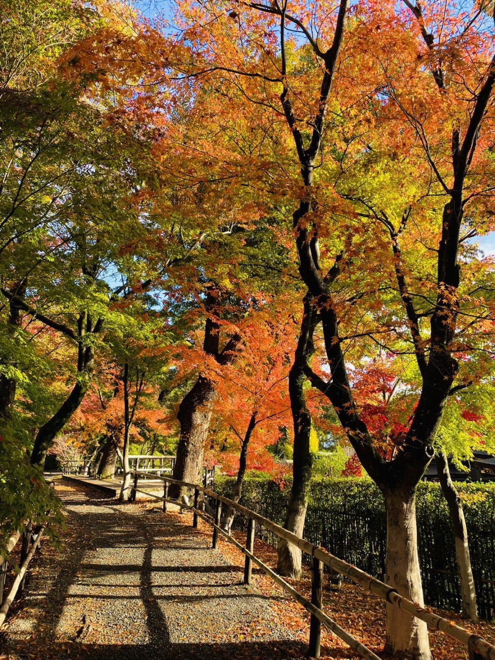 京都賞楓景點推介：北野天滿宮 