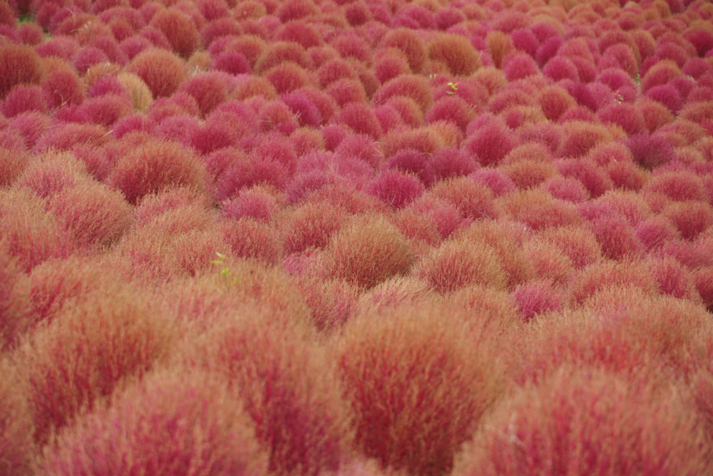 秋季去日本除了賞楓，還可以打卡可愛的波波草！