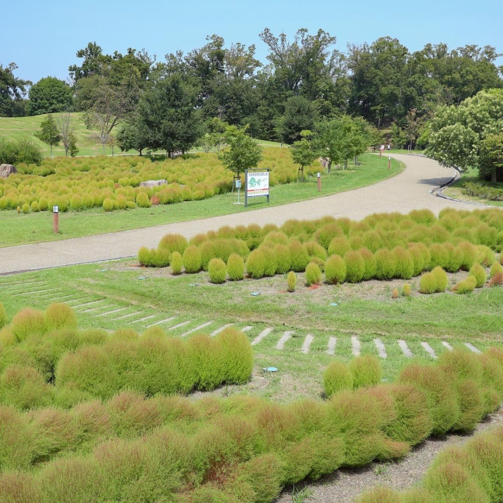 位於公園中央區的「鍾琴之丘」種植了超過3千株的波波草~