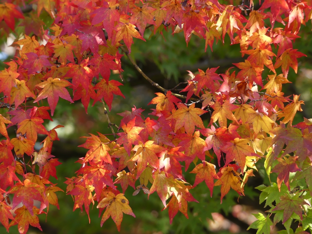 京都賞楓景點推介：京都御苑 