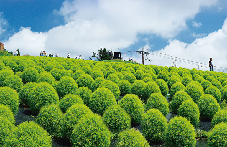 秋天可以一覽超壯觀的波波草花海！