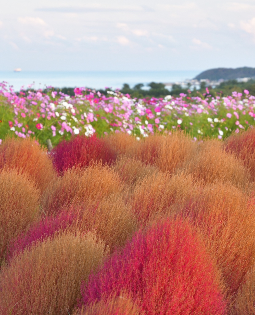 秋季更可以看到波波草與波斯菊同框的美景！