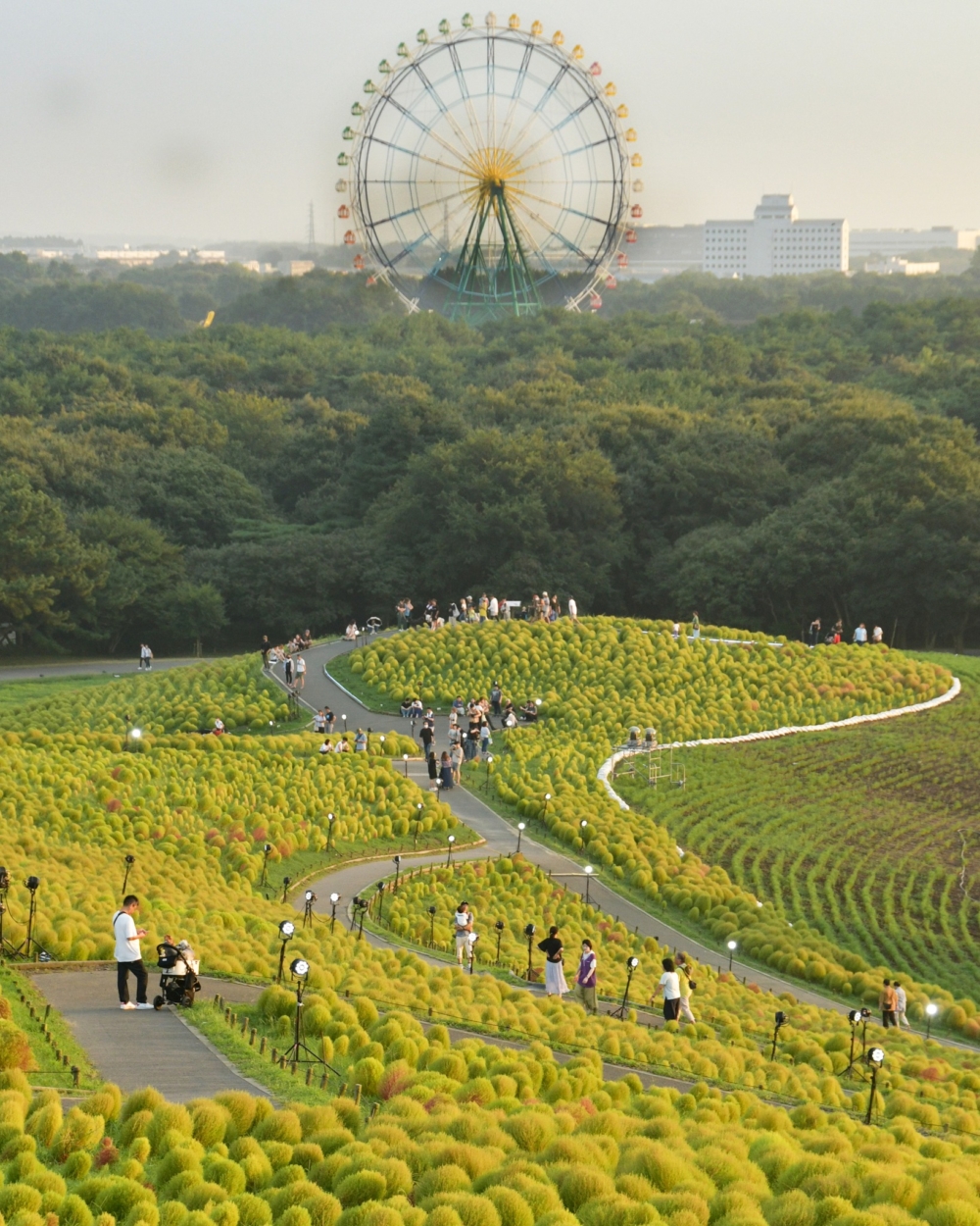 波波草最初呈現翠綠色～
