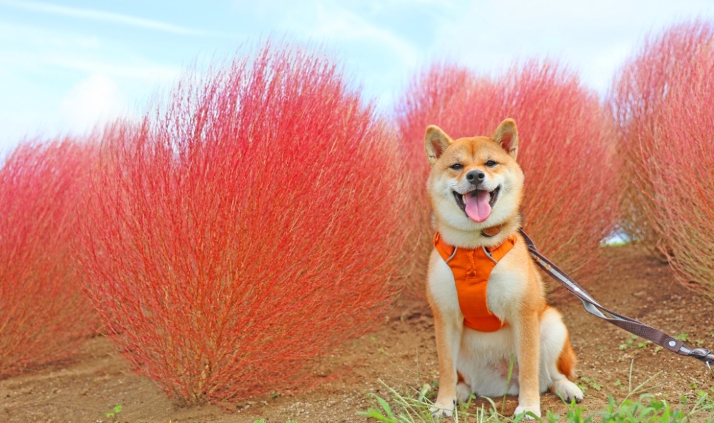 母親牧場是千葉縣最受歡迎的旅遊景點之一！