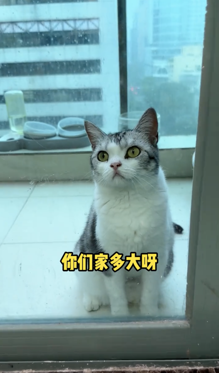 深圳嘅屋企有養寵物之餘，亦有明顯嘅生活氣息