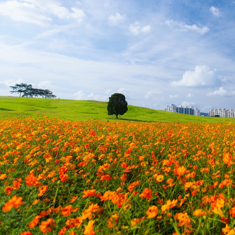 金黃色的波斯菊花海與孤獨的樹同框的畫面，呈現出反差極大但又非常療癒的感覺！