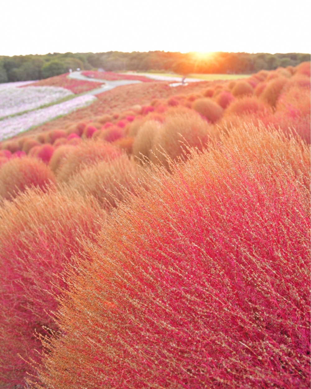 波波草因乍看好像掃帚，所以又稱「掃帚草」！