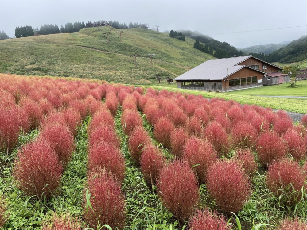 琵琶湖箱館山。
