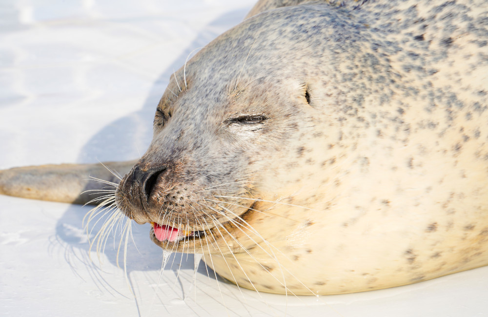 觀賞流冰之餘，可能會驚喜偶遇各種海獸類、鳥類或陸地動物！