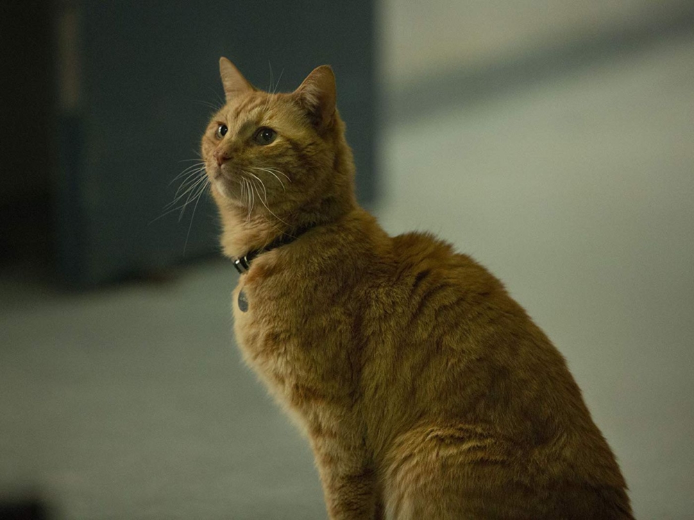 超人氣外星貓貓「Goose」！