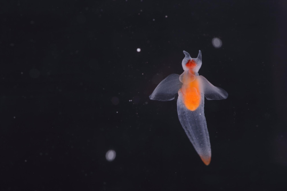 全身透明，只有內臟是橘紅色的「流冰天使」！