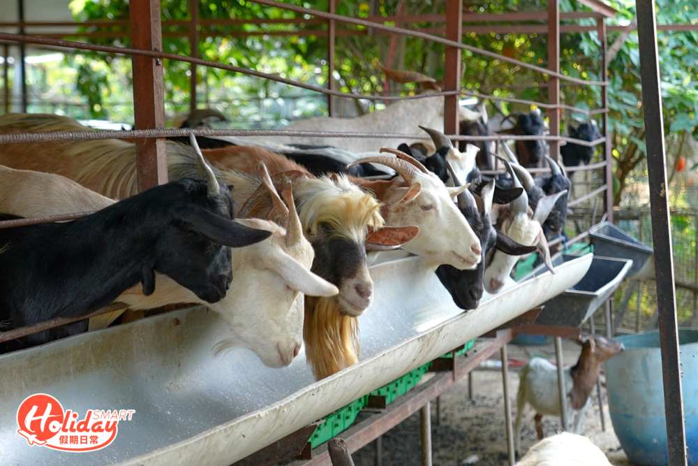 而在河的盡頭有間農莊，當中有很多可愛的羊仔，園主每到4點更會放羊食草，當一群羊湧出時，場面十分震撼！