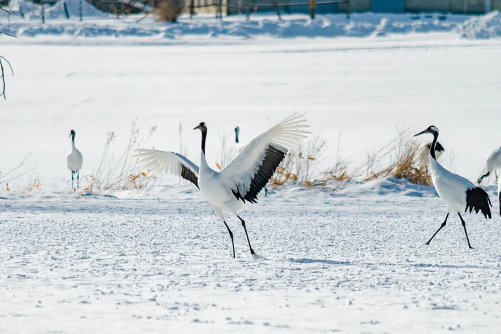 列車會途徑日本最大濕地「釧路濕原」，有機會看到原住民愛奴族的「濕原之神」丹頂鶴！