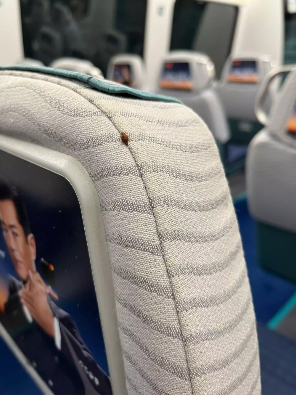 近日機場快線、巴士瘋傳有床蝨令不少網民大為擔心