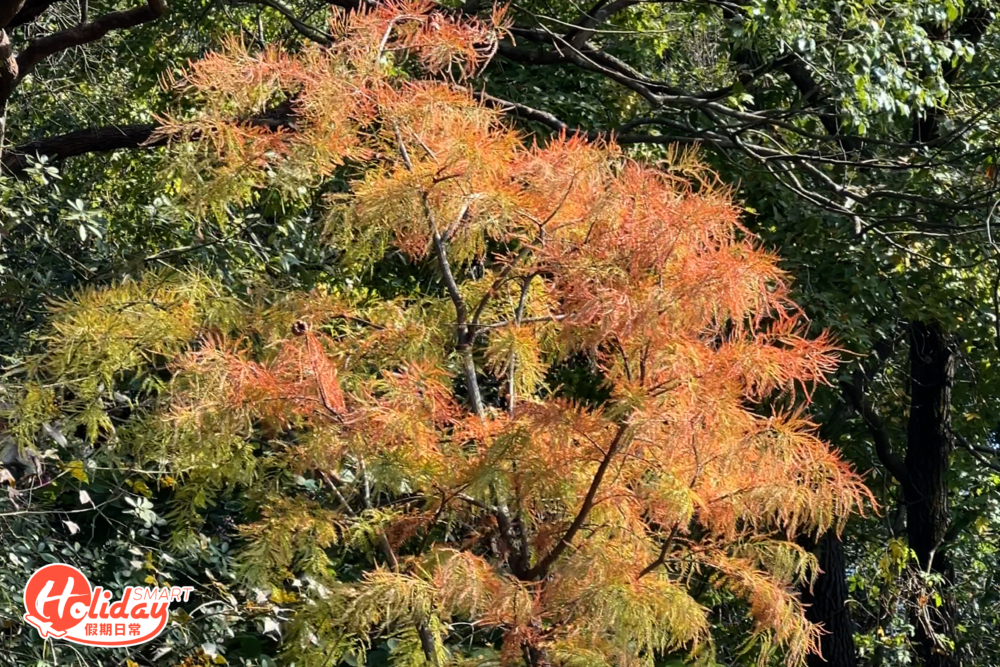 沿途地勢平坦,只有⼀⼩段斜路,⼗分適合⼀家⼤⼩前來遊玩。