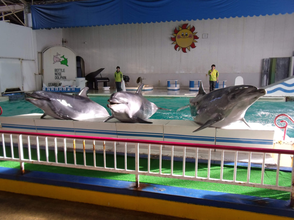 「海洋動物表演」亦小樽水族館的亮點之一！