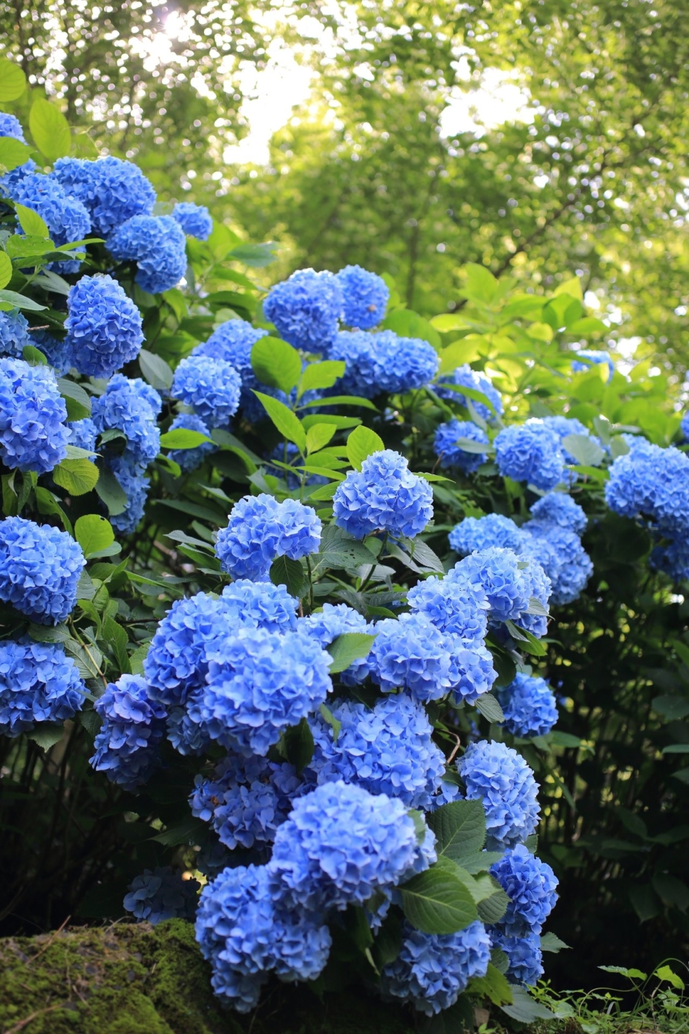 6月至7月期間可以見到一萬株繡球花絕美綻放!