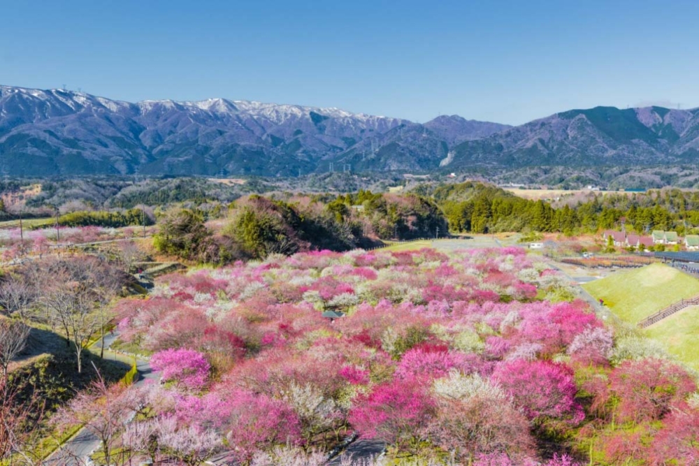 員辨市農業公園。