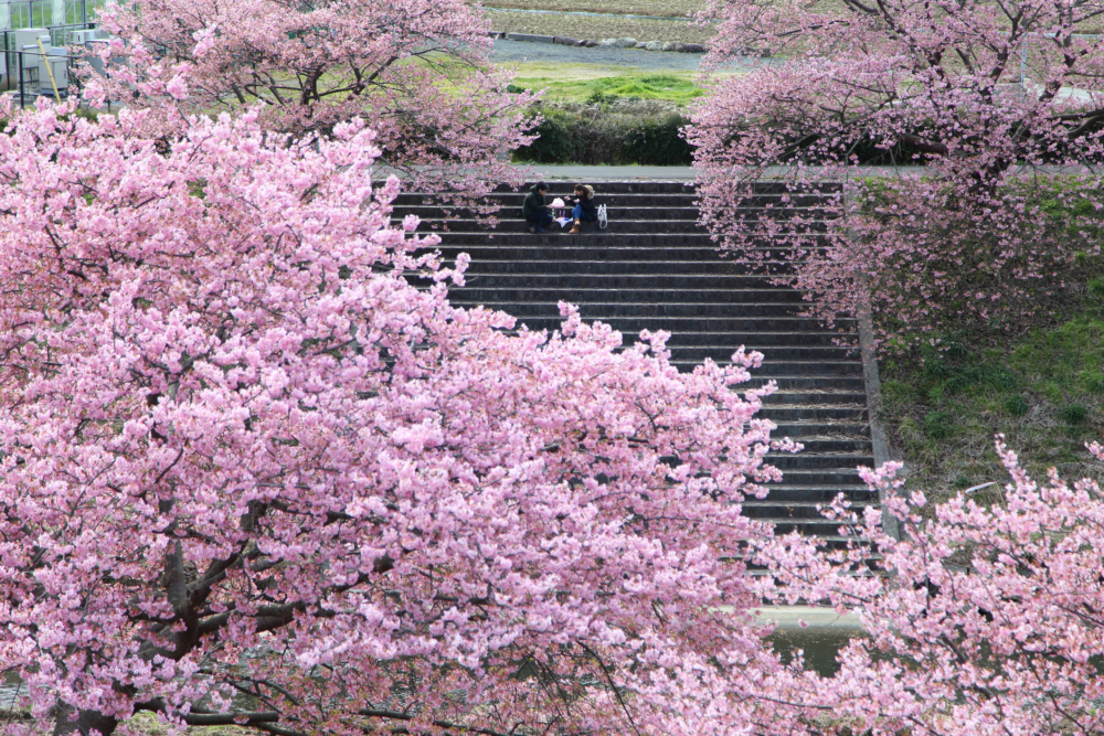 河津櫻是所有櫻花裡最早開花！
