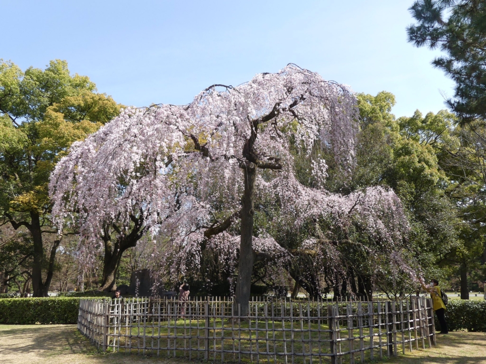 京都御苑。