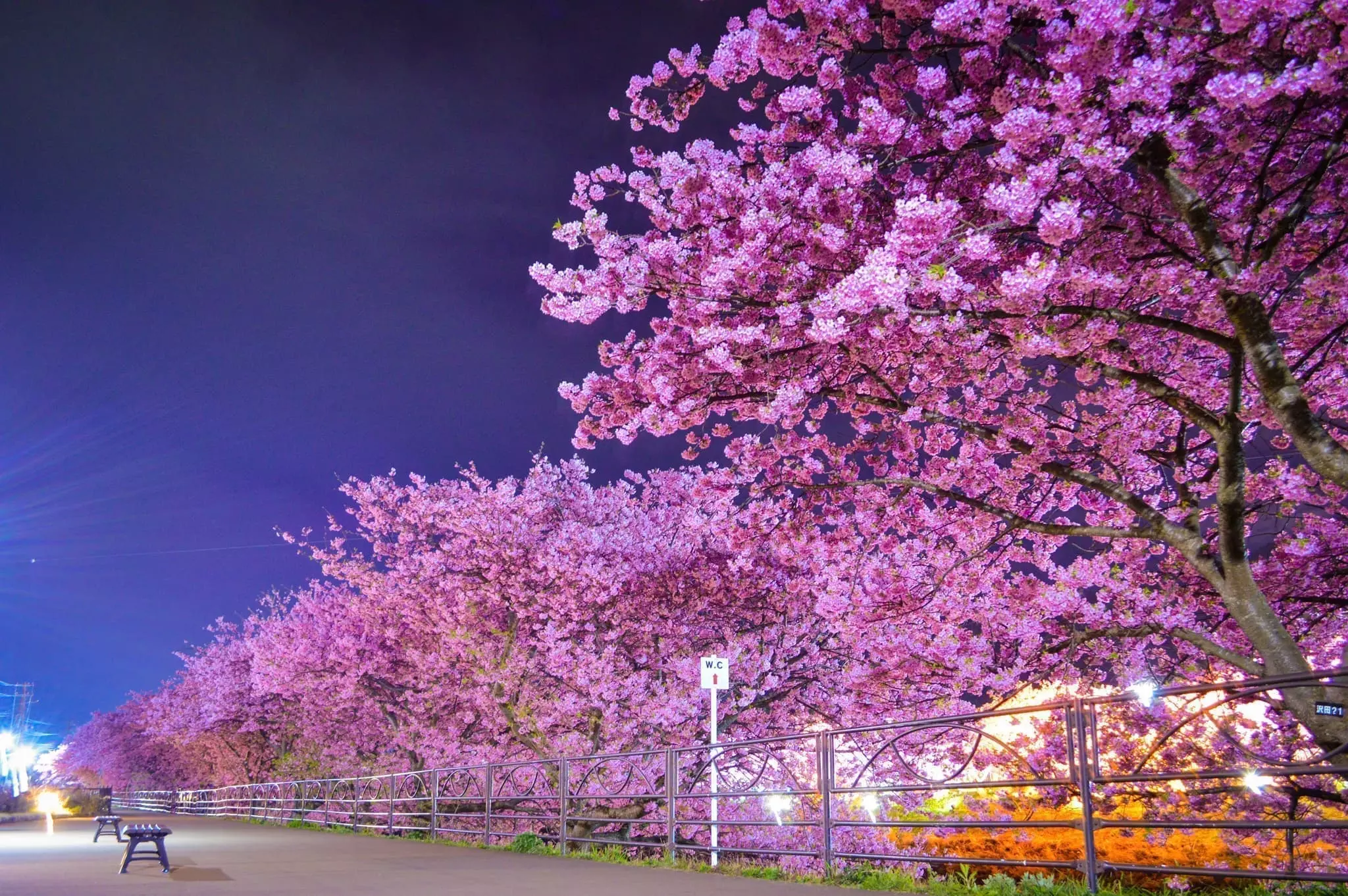 河津櫻真係好靚！