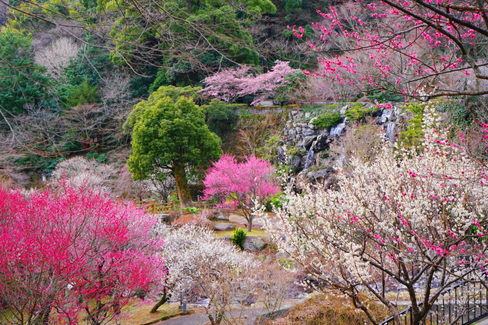 熱海梅園。