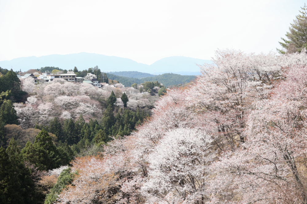 吉野山。