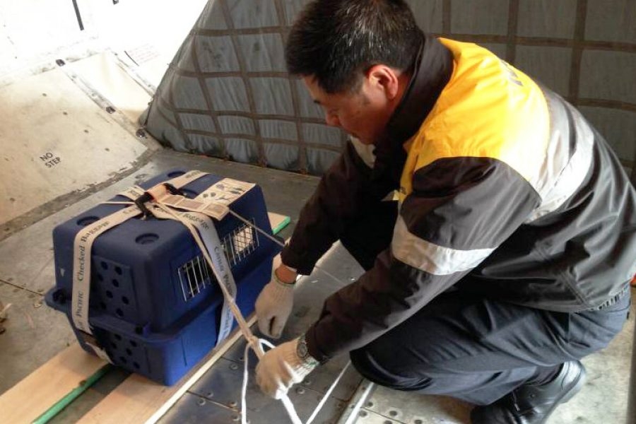 部分航空公司接受旅客把寵物作為寄艙行李攜帶