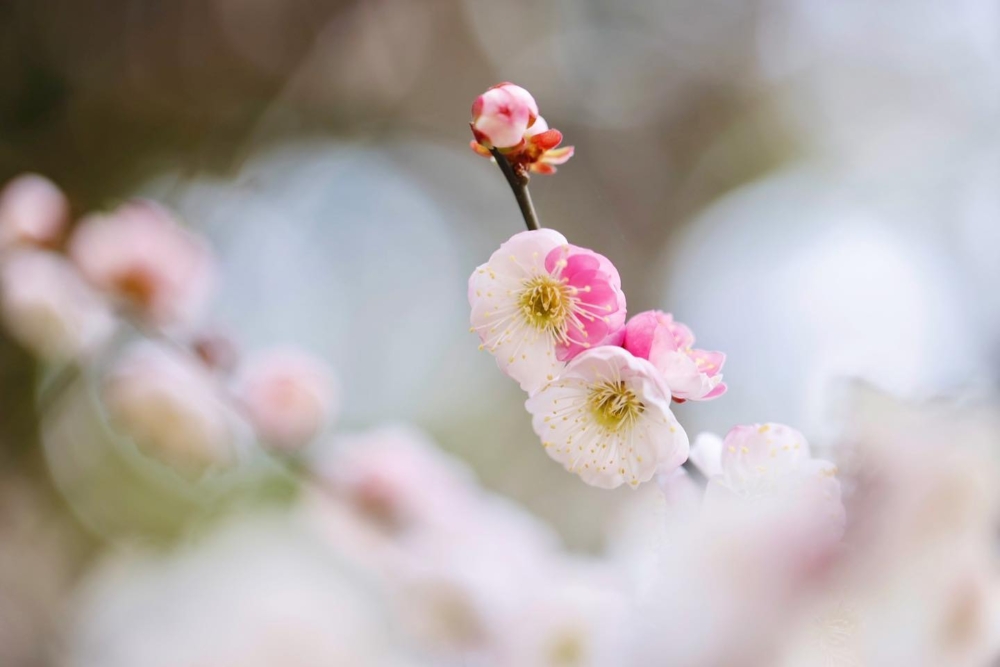 梅花雖然外觀與櫻花、桃花相似，但其花瓣先端圓形，沒有花梗，花朵緊貼花枝。