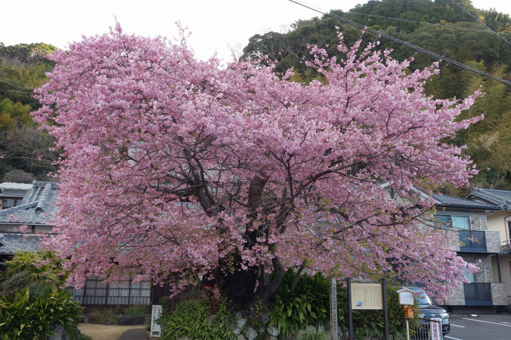 飯田勝美先生發現河津櫻並開始種植