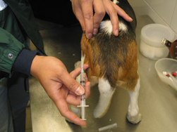 帶寵物外遊手續繁複