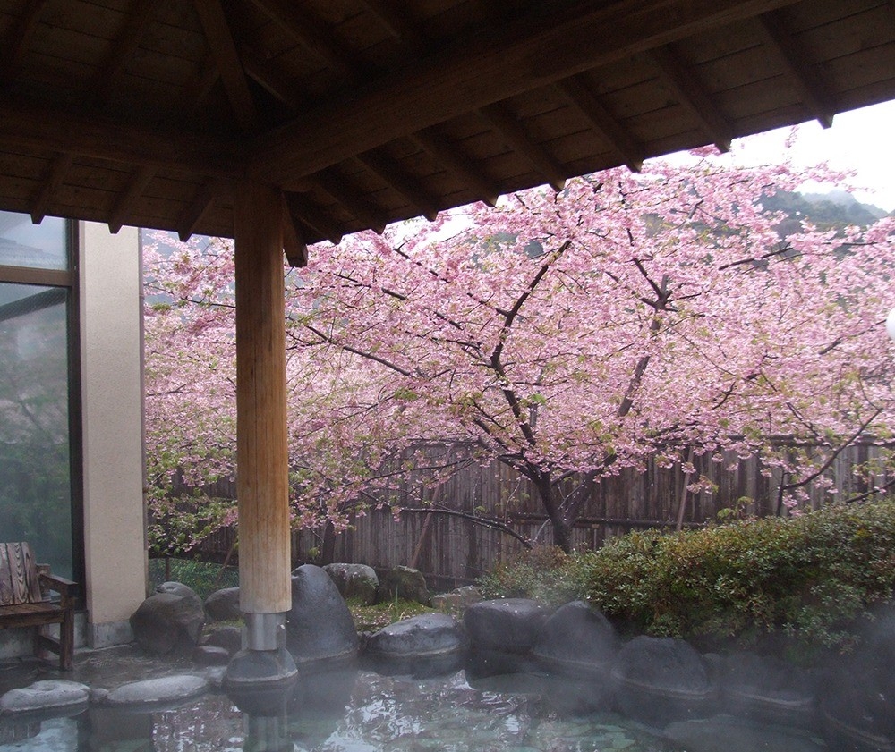 邊賞櫻邊浸溫泉感覺超療愈！