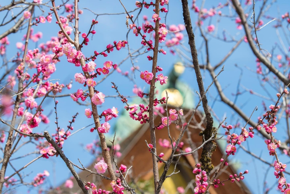 春天去日本除了賞櫻，仲可以看到早一個月盛開的梅花，同樣十分漂亮震撼！