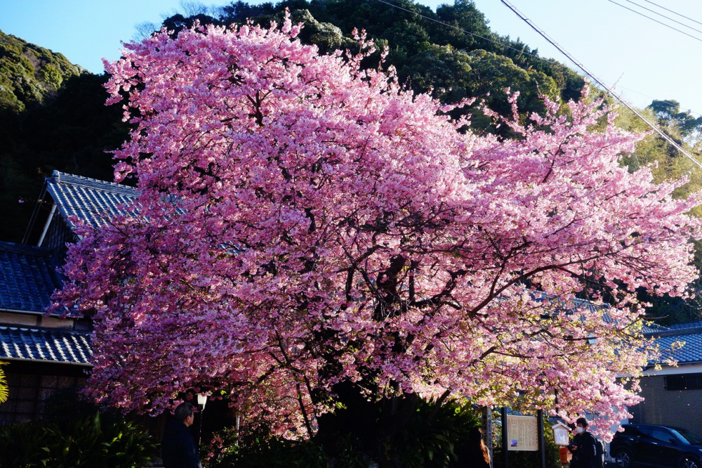 河津櫻於1955年首次被發現