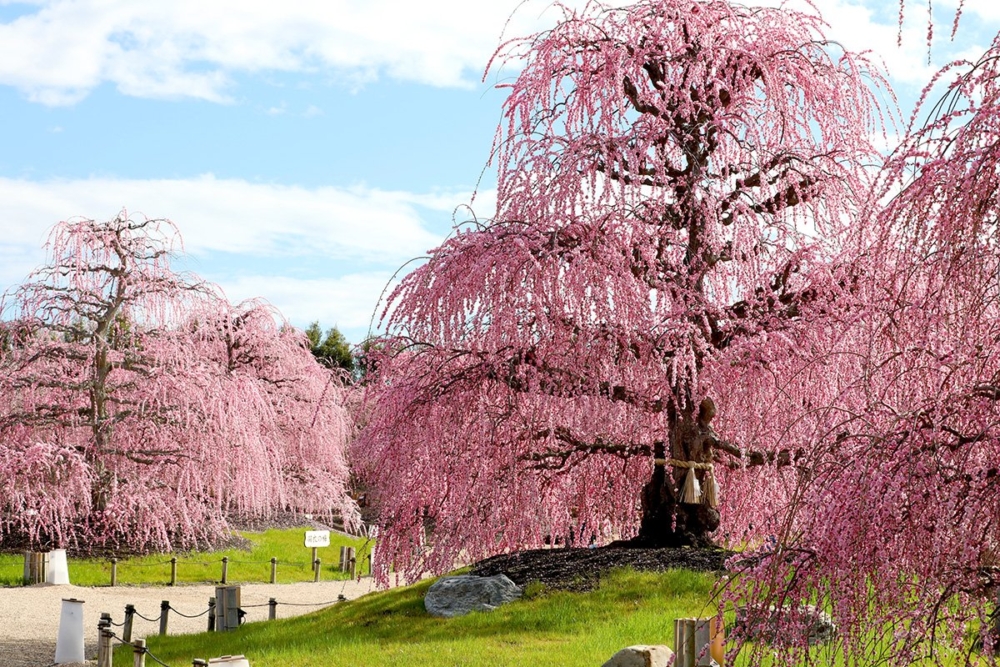 鈴鹿之森庭園。