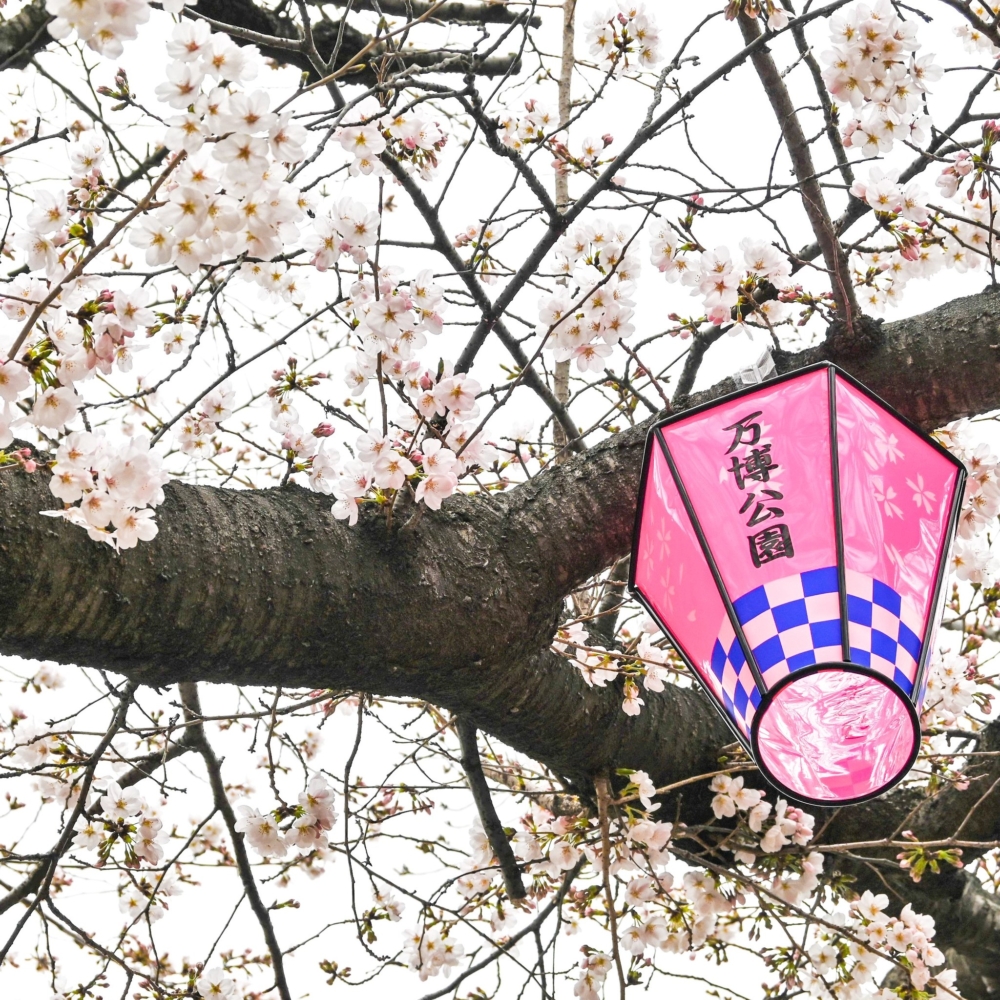 2025年大阪萬博紀念公園櫻花祭預測於3月下旬回歸！