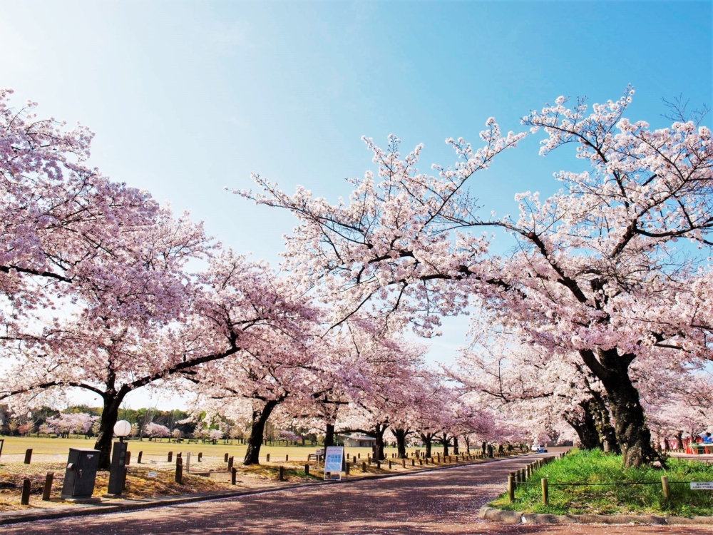 距離大阪萬博公園最近的電車車站是大阪單軌電車的「萬博紀念公園站」及「公園東口站」，可乘搭各條私鐵路線至單軌電車沿線的車站轉車前往～