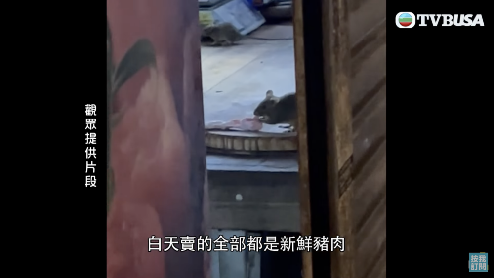 TVB《東張西望》收到報料指荃灣楊屋道一間豬肉檔夜晚有大量老鼠出現