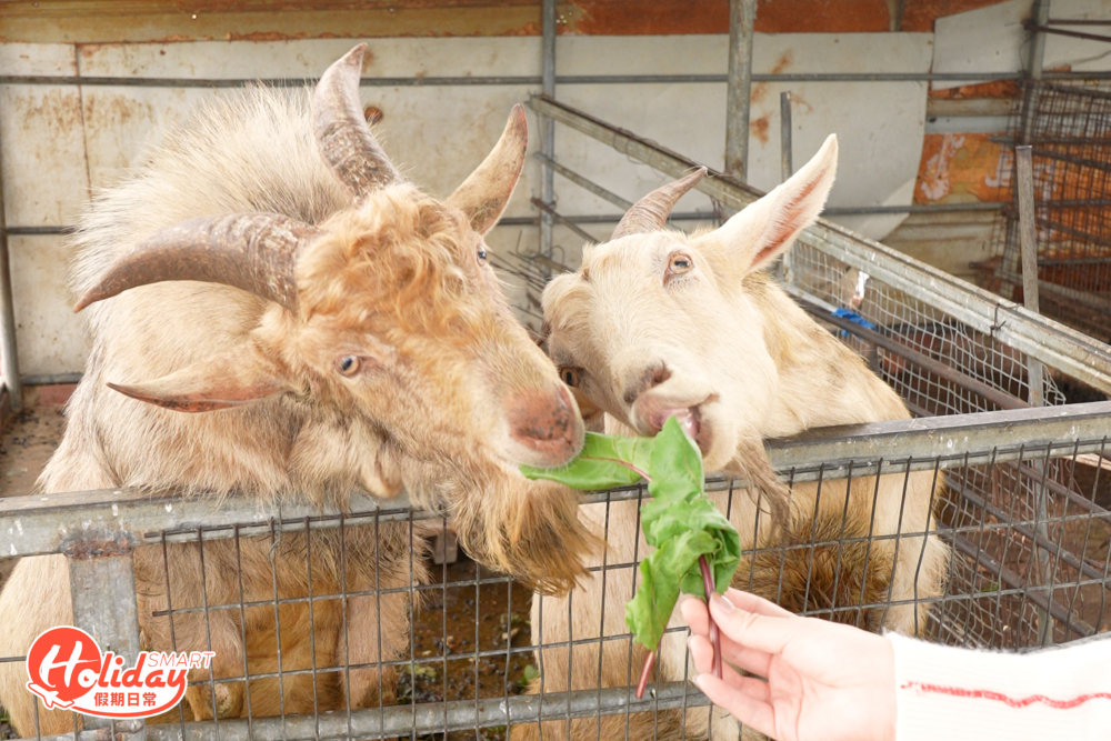 摘完水果更可購買飼料,近距離與羊仔接觸餵食。