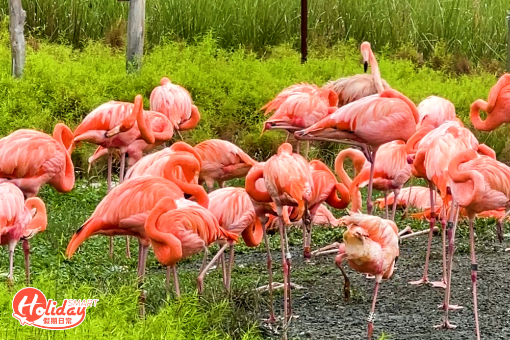 而甫入「緋紅濕地」就見到一片紅彤彤的奇影