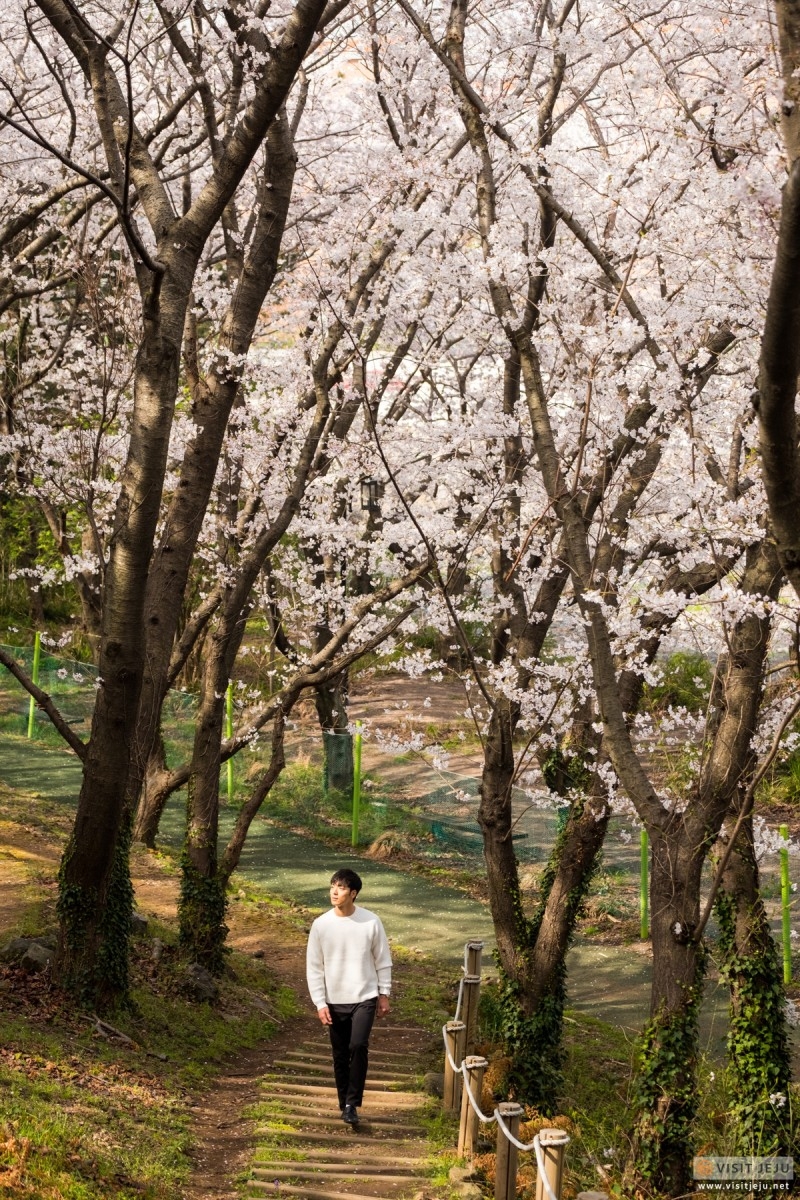 濟州綜合競技場。
