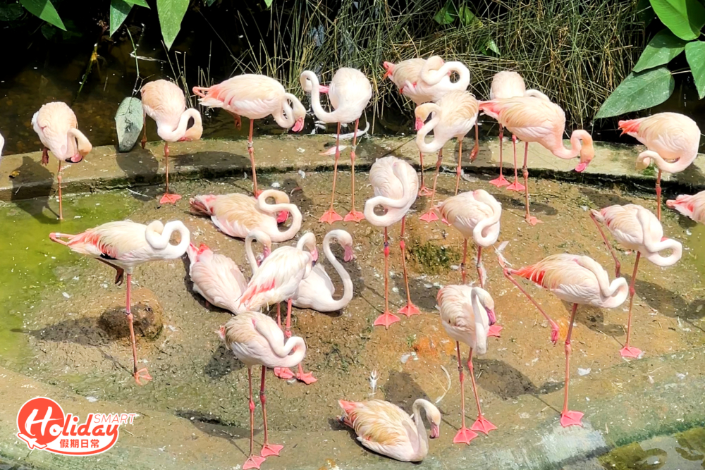 大家有機會會見到非洲灰鸚鵡、小紅鶴及環尾狐猴等。