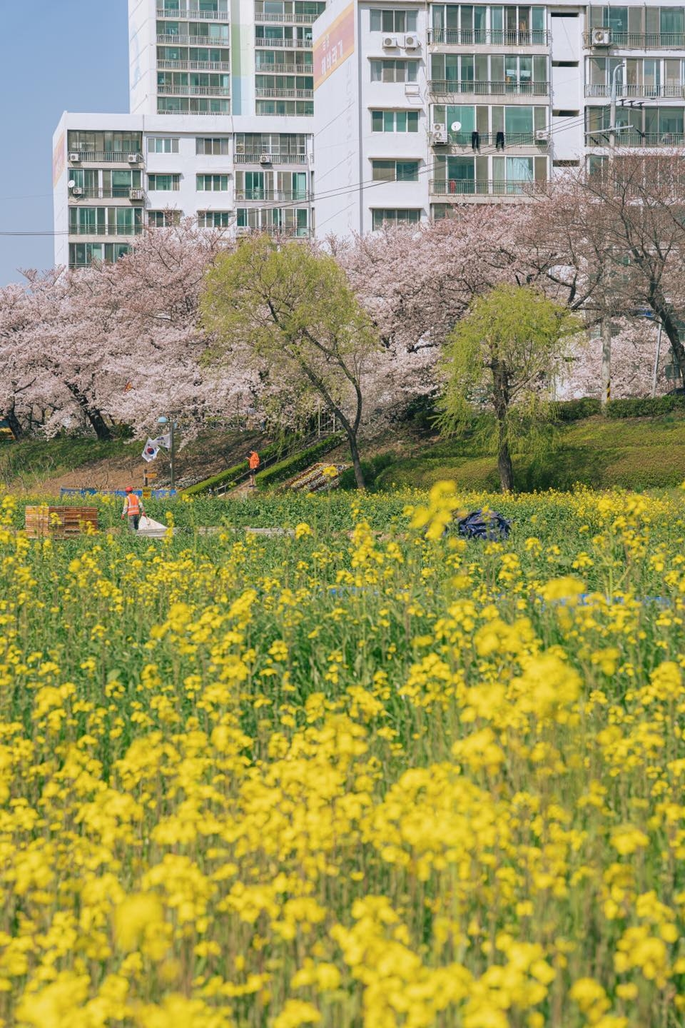 東萊溫泉川櫻花路。