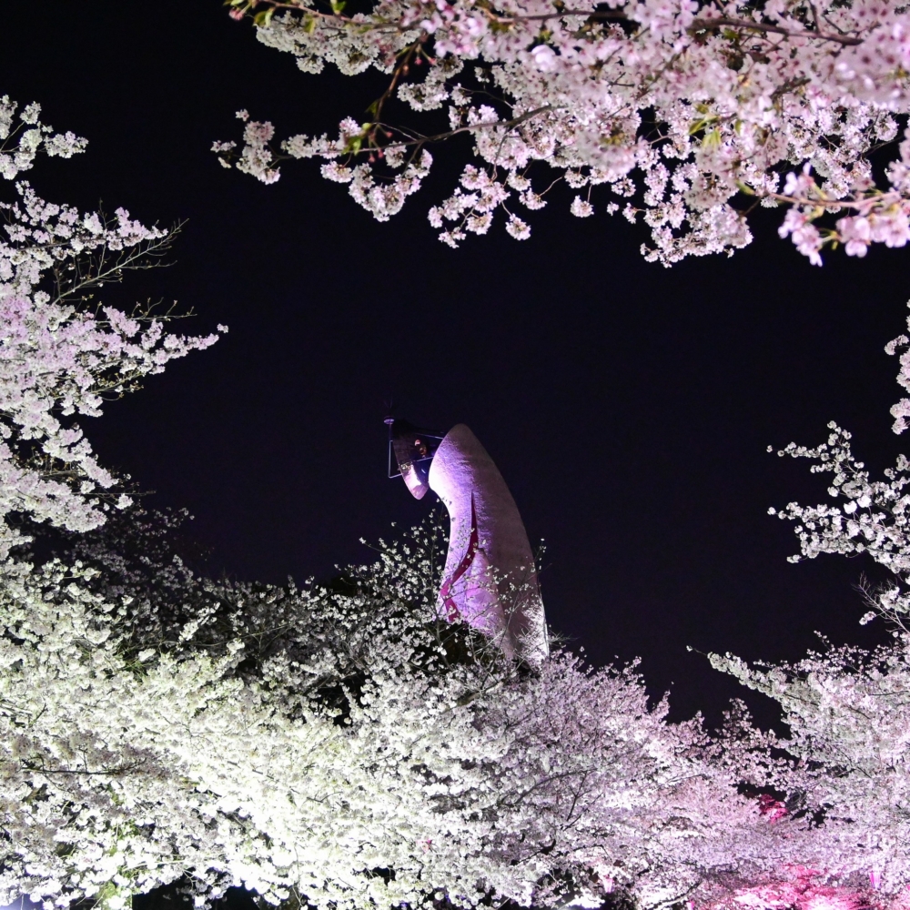 櫻花季期間，東大路櫻花大道會舉辦限時點燈，夜櫻散發不同於白天的神秘魅力！