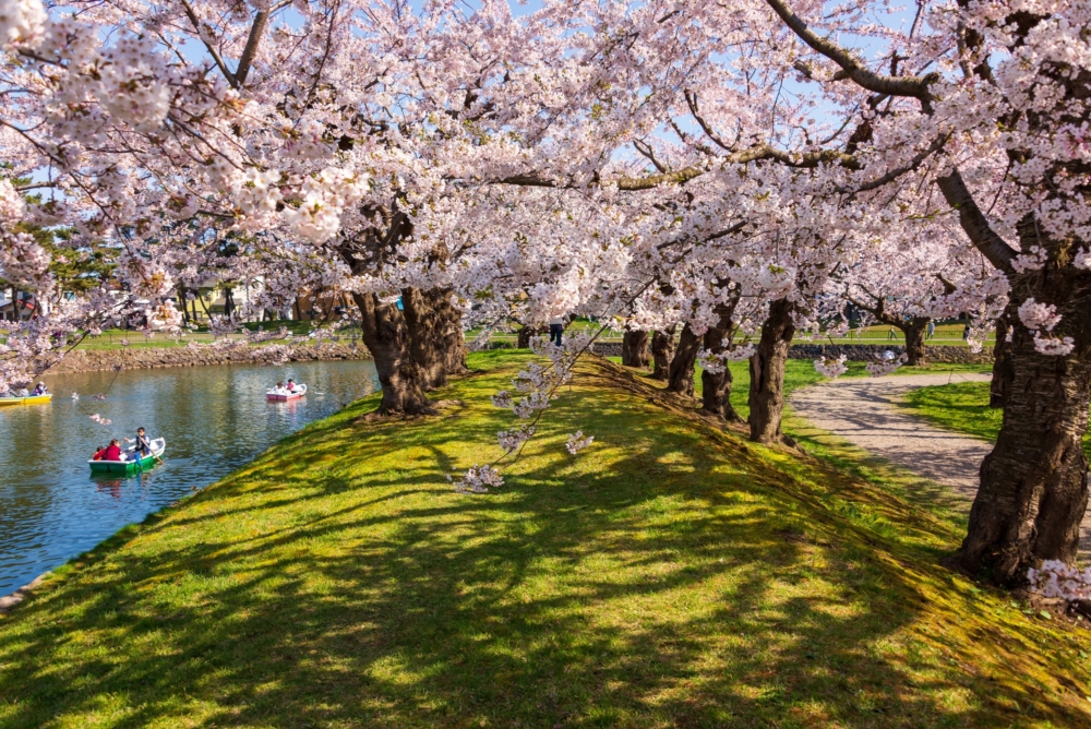 賞櫻期間不要大聲喧嘩、飲酒過量做出出格行為～